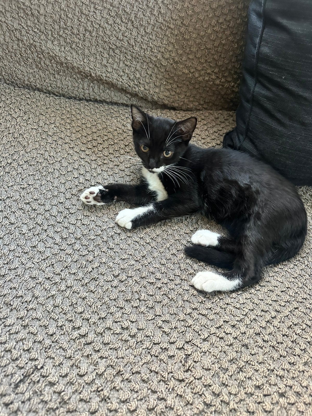 Kittens per direct (half Brits kleur Lilac & half niet-ras), Meerdere dieren