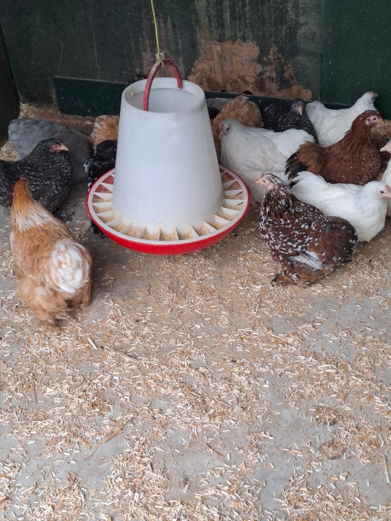 Cochin kriel hennen, diverse kleuren, Dieren en Toebehoren, Vrouwelijk, Kip