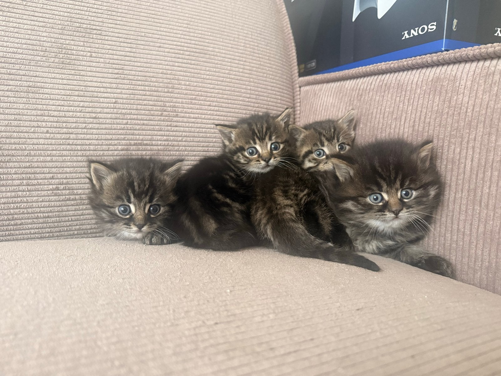 Kittens, Dieren en Toebehoren