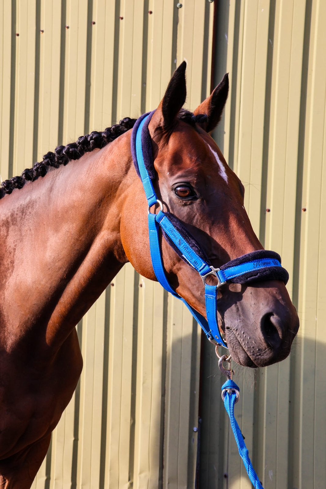 Knappe 10 jarige ruin, Dieren en Toebehoren, Paarden, Ruin, Dressuurpaard