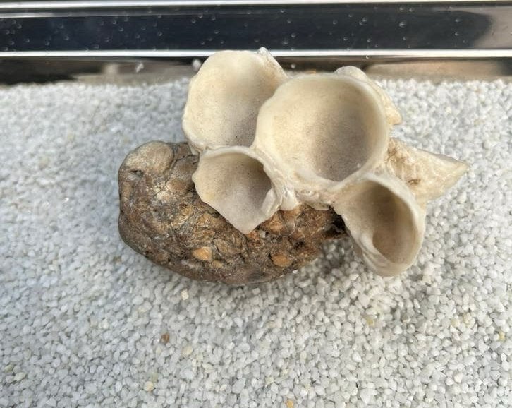 Bijzonder fossiel – fossiele schelpen in steen – ca. 8 cm, Verzamelen, Mineralen en Fossielen, Verzenden, Schelp(en)