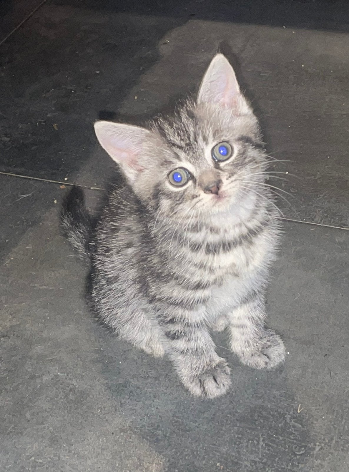 kittens britse korthaar, Meerdere dieren
