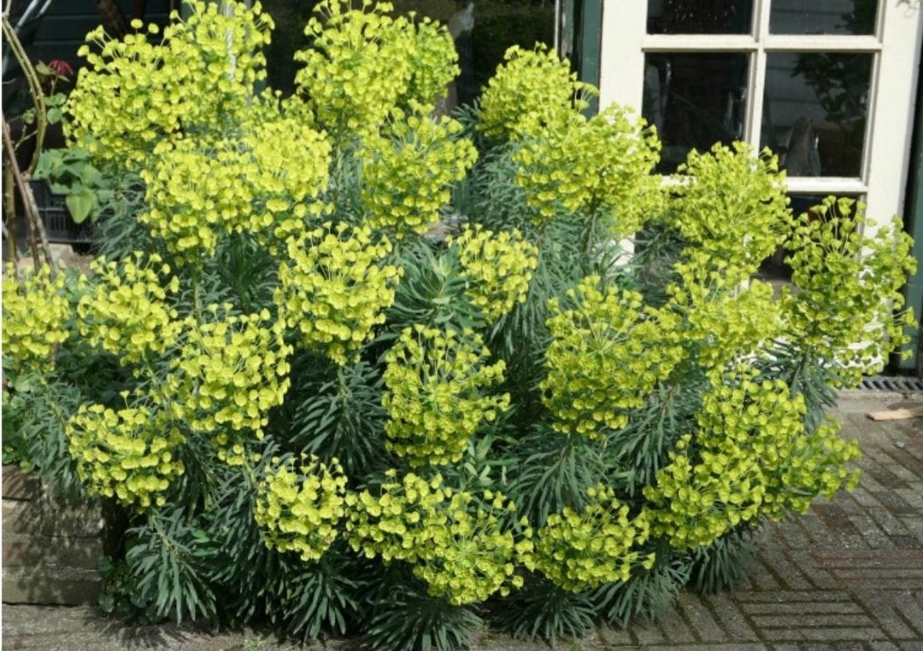 Mooie wolfsmelk planten  2,50 - 3,50€ per stuk, Volle zon, Vaste plant, Zomer, Ophalen