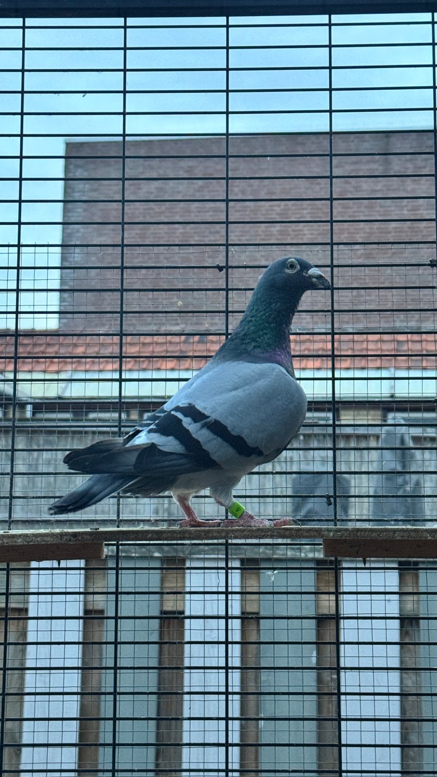 Postduiven doffer, Dieren en Toebehoren, Mannelijk, Postduif