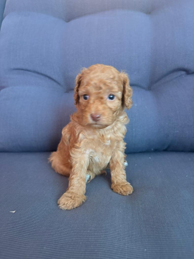 Maltipoo, Poedel, Parvo, 8 tot 15 weken, Meerdere