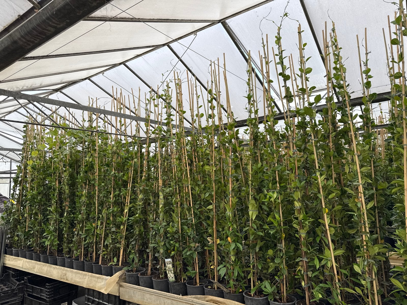 Toscaanse Jasmijnen 125/150 t/m 200/225 cm, elke 11e Gratis, Tuin en Terras, Ophalen, Volle zon, Vaste plant, Klimplanten