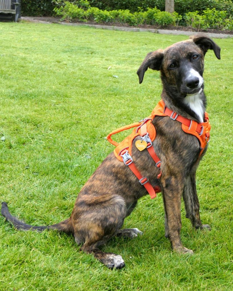 Sasha is in Nederland, Dieren en Toebehoren, Honden | Setters en Staande honden, Nederland, 15 weken tot 1 jaar, Handelaar, Teef
