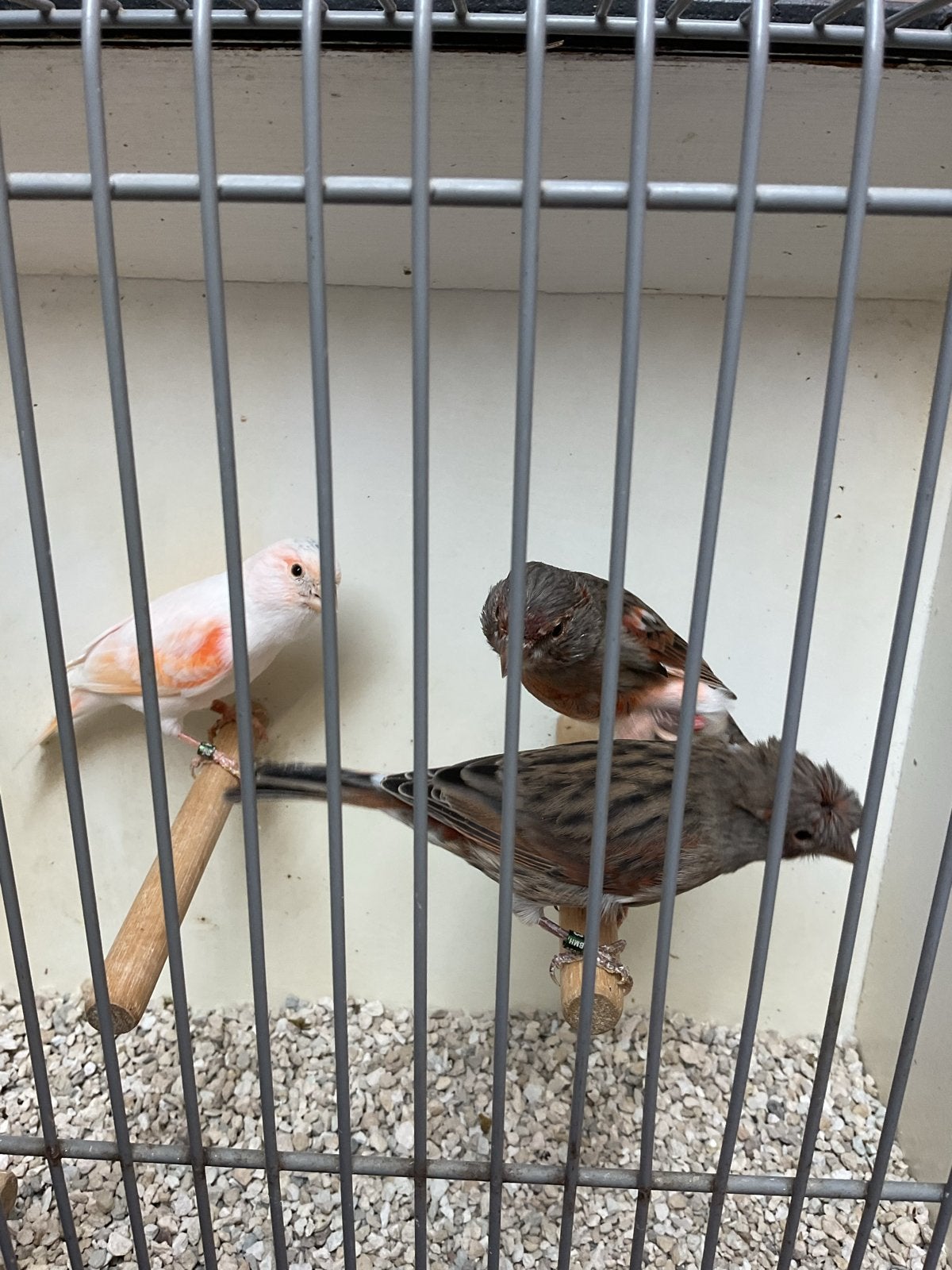 Harekijnen kanaries, Dieren en Toebehoren