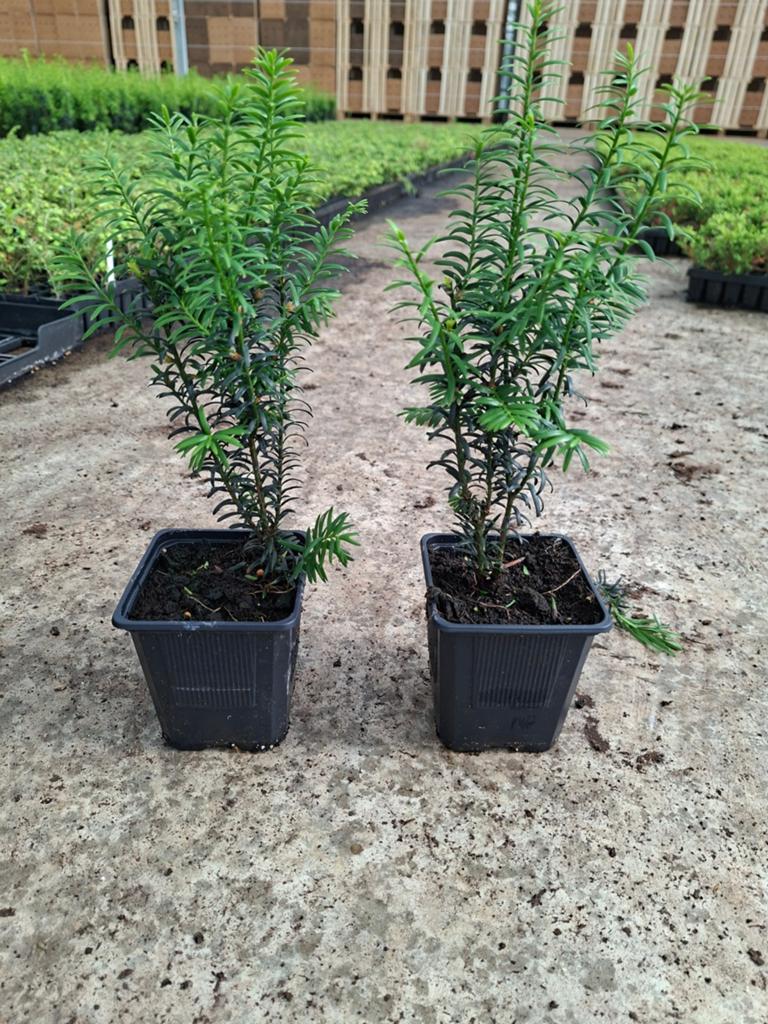 Taxus Anna de ideale buxus vervanger, Ophalen of Verzenden, Buxus, Minder dan 100 cm