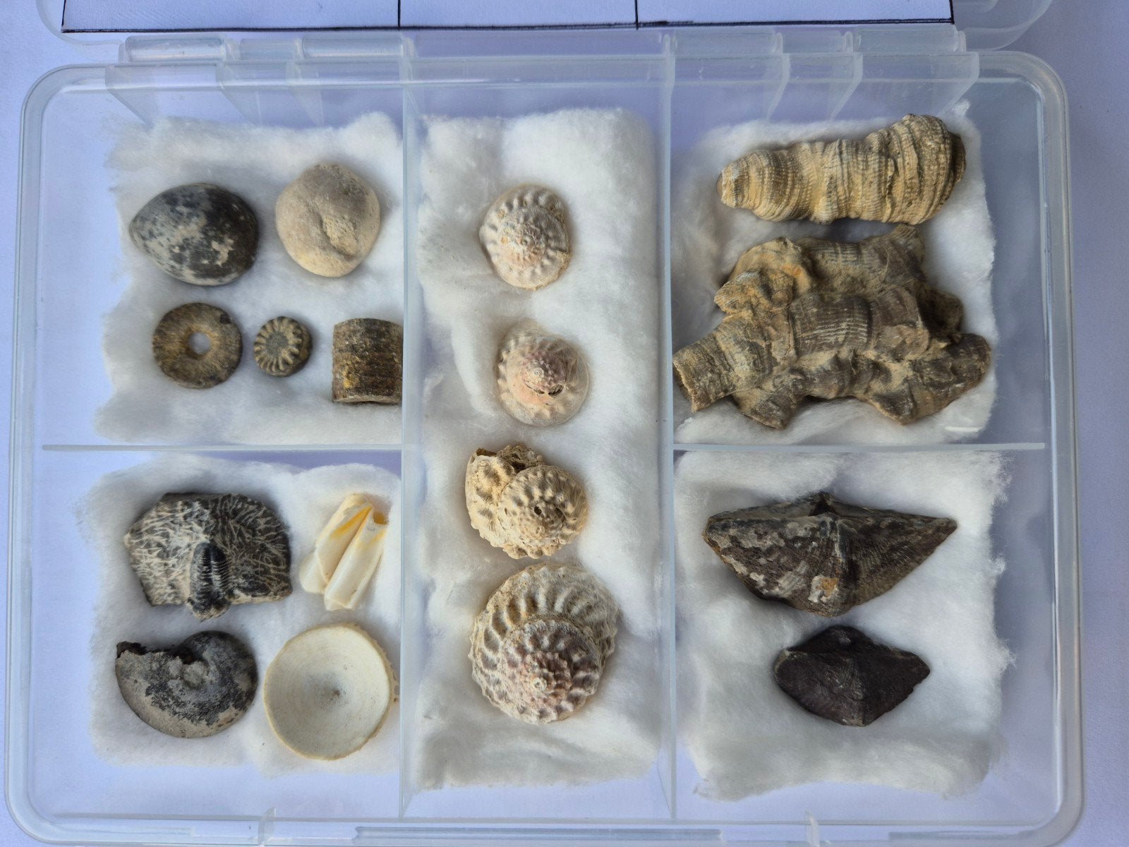 doosje met interessante fossielen uit div. landen, Verzamelen, Mineralen en Fossielen, Ophalen of Verzenden, Fossiel