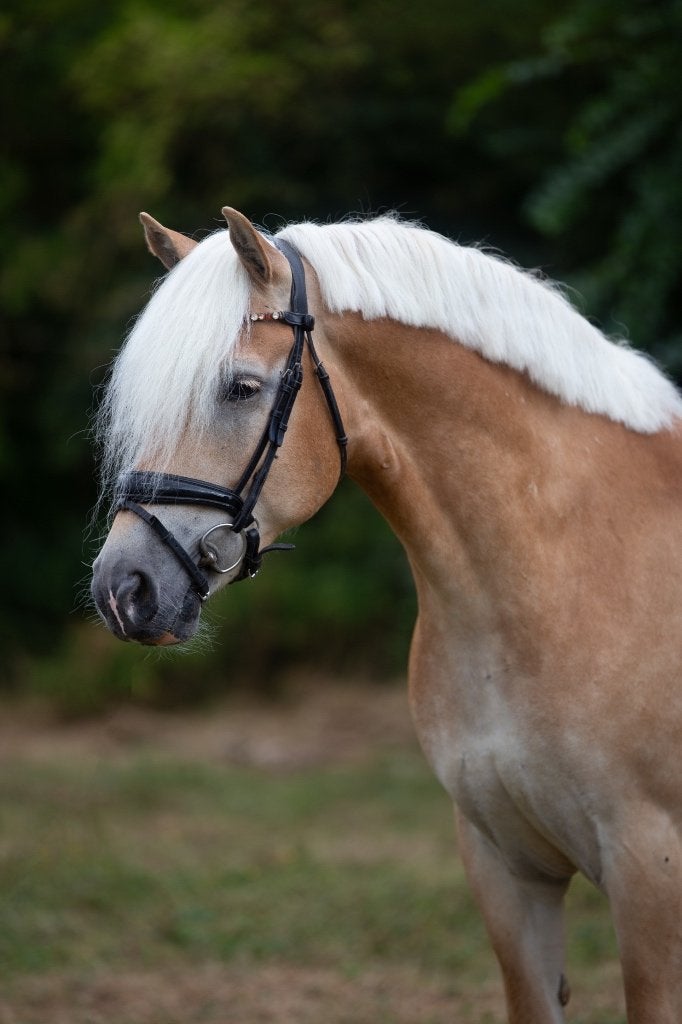 Haflinger te koop, Minder dan 160 cm, Ruin, L, 7 tot 10 jaar