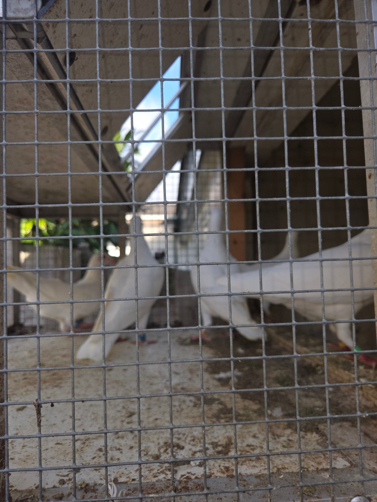 witte postduifen/bruidduiven, Dieren en Toebehoren, Vogels | Duiven, Meerdere dieren, Overige soorten