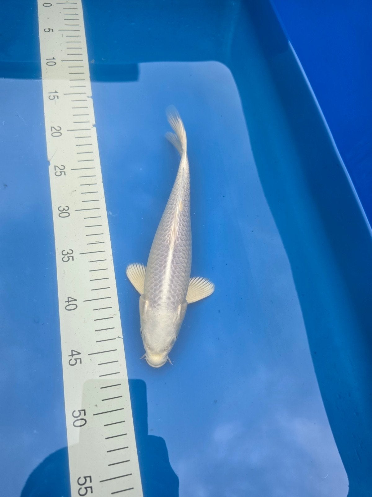 Platinum Ogon Ogata, Dieren en Toebehoren, Karper of Koi