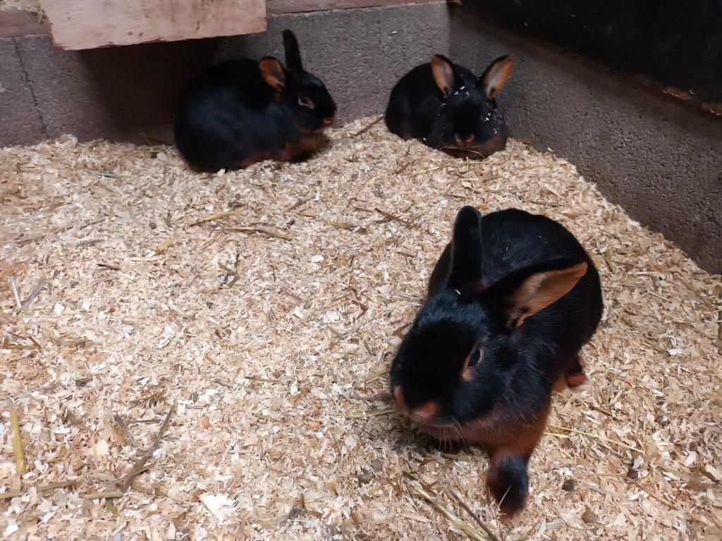 Black en Tan konijnen | Jonge dieren | Ingeënt | Toebehoren, Meerdere dieren, Middelgroot, Hangoor, 0 tot 2 jaar