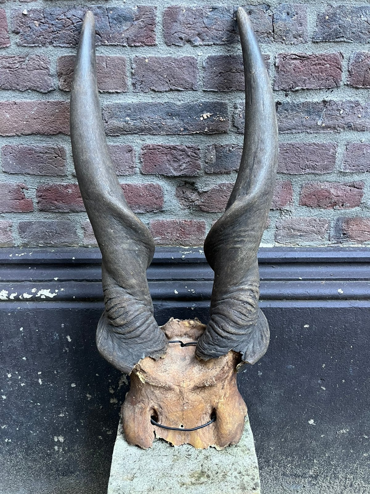 Prachtige Gewei / Schedelkap Elandantilope (66 x 25 cm), Ophalen of Verzenden, Gebruikt, Wild dier, Gewei of Kop
