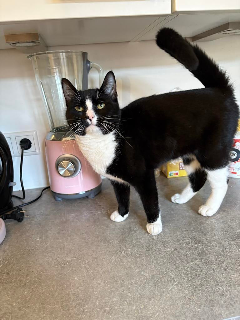 kitten for adoption, Dieren en Toebehoren, Poes