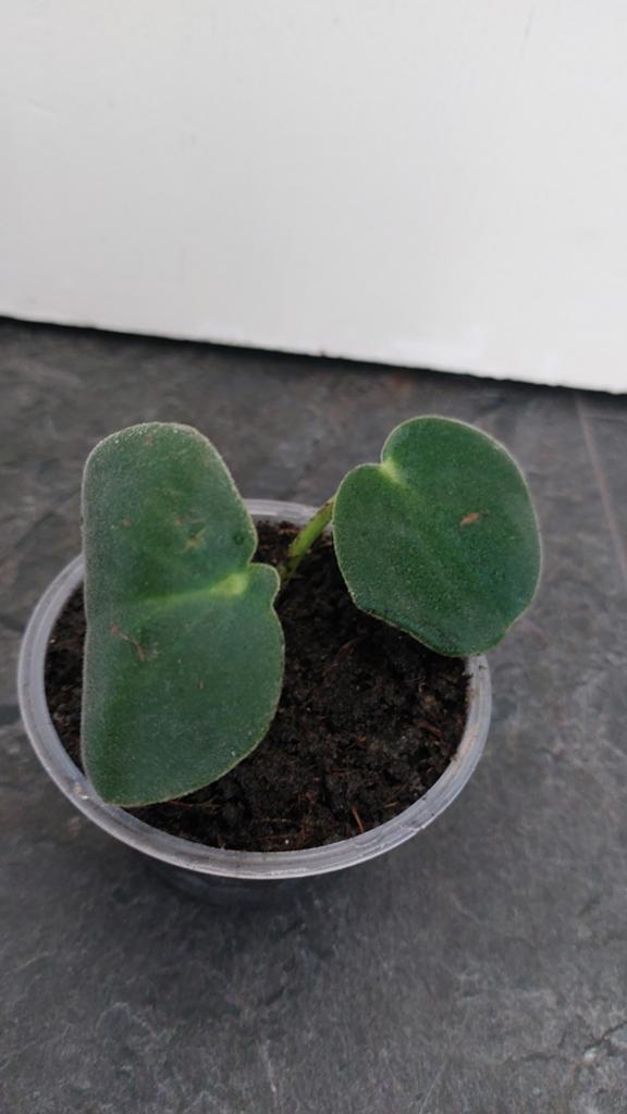 Pilea incana stekje, Ophalen of Verzenden, Halfschaduw, Minder dan 100 cm