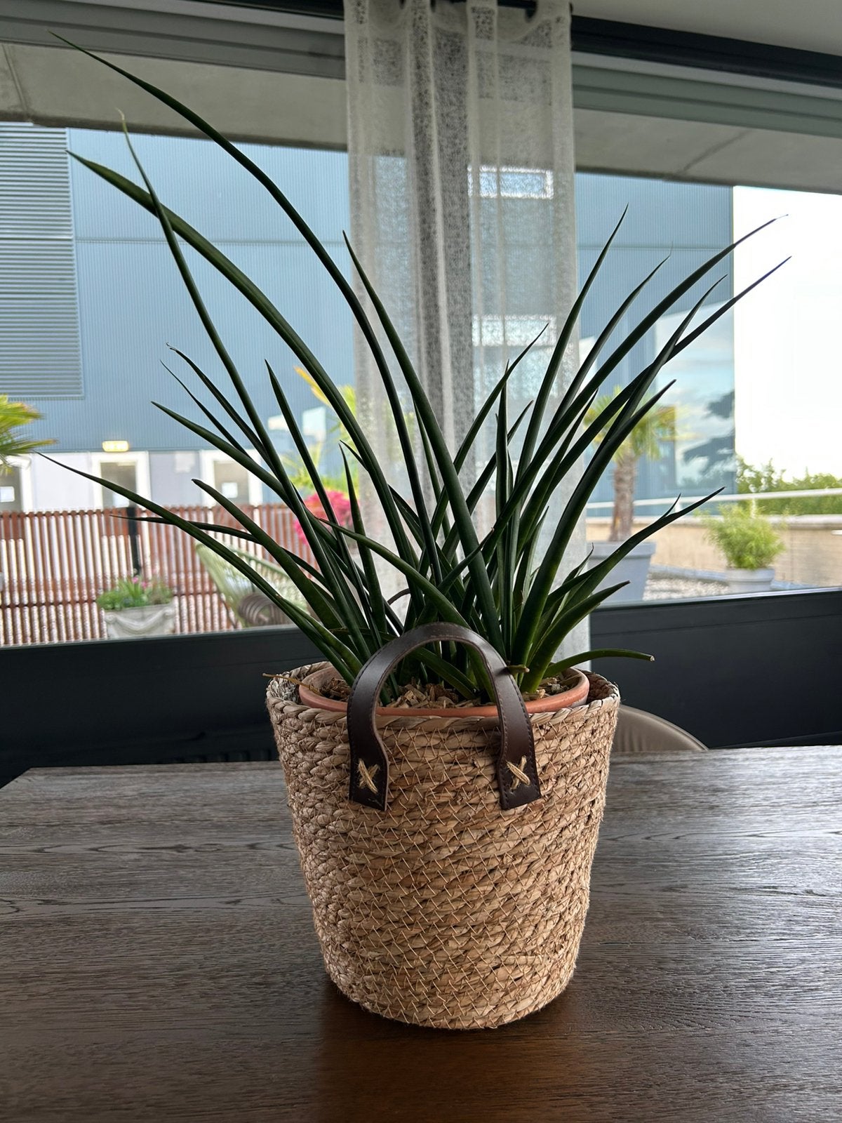 Grote Sanseveria Dracaena met pot 60 cm, Ophalen, Vetplant, Halfschaduw, In pot
