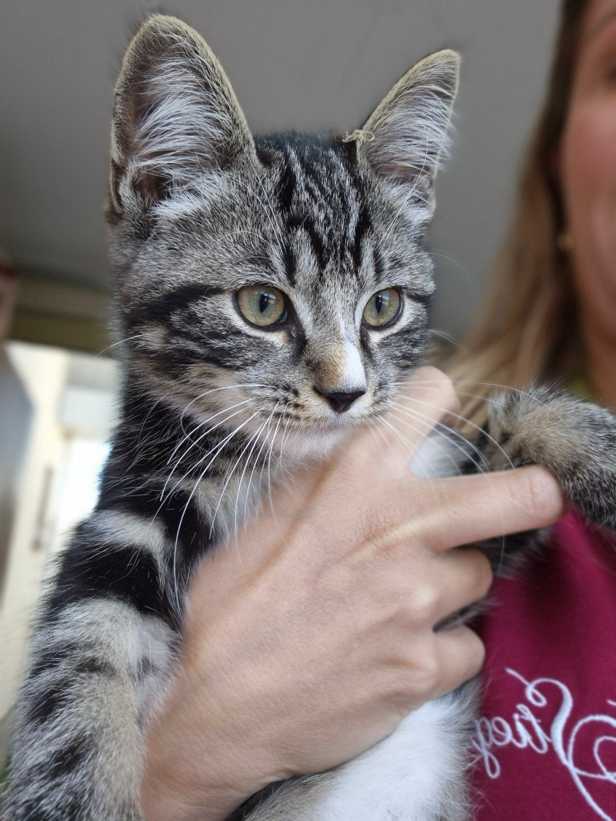 Kitten, mannetje. Geboren op 14juni, Kater, 0 tot 2 jaar