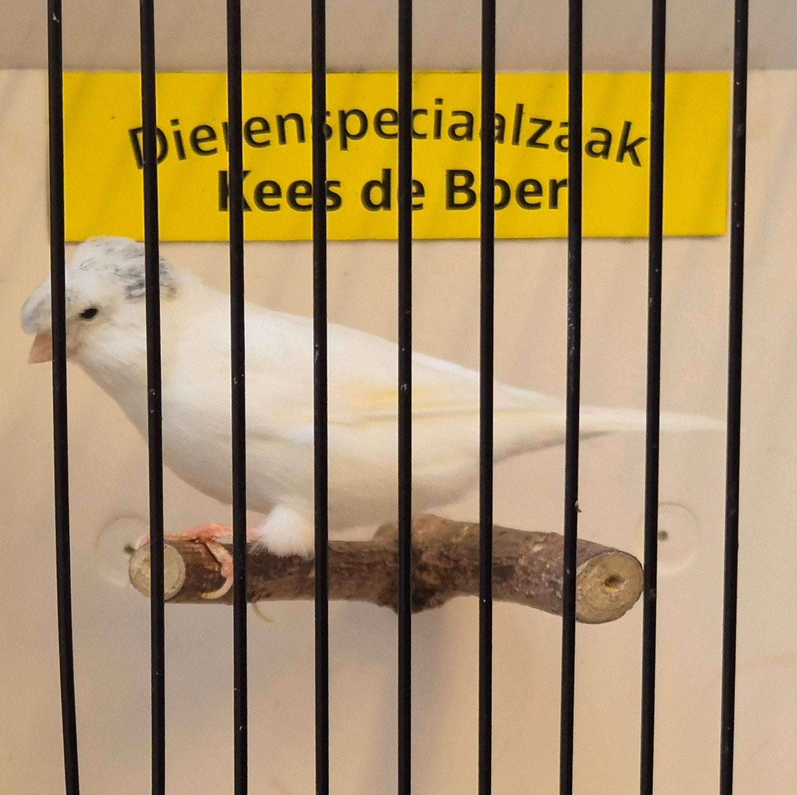 witte kuif kanarie man, Dieren en Toebehoren