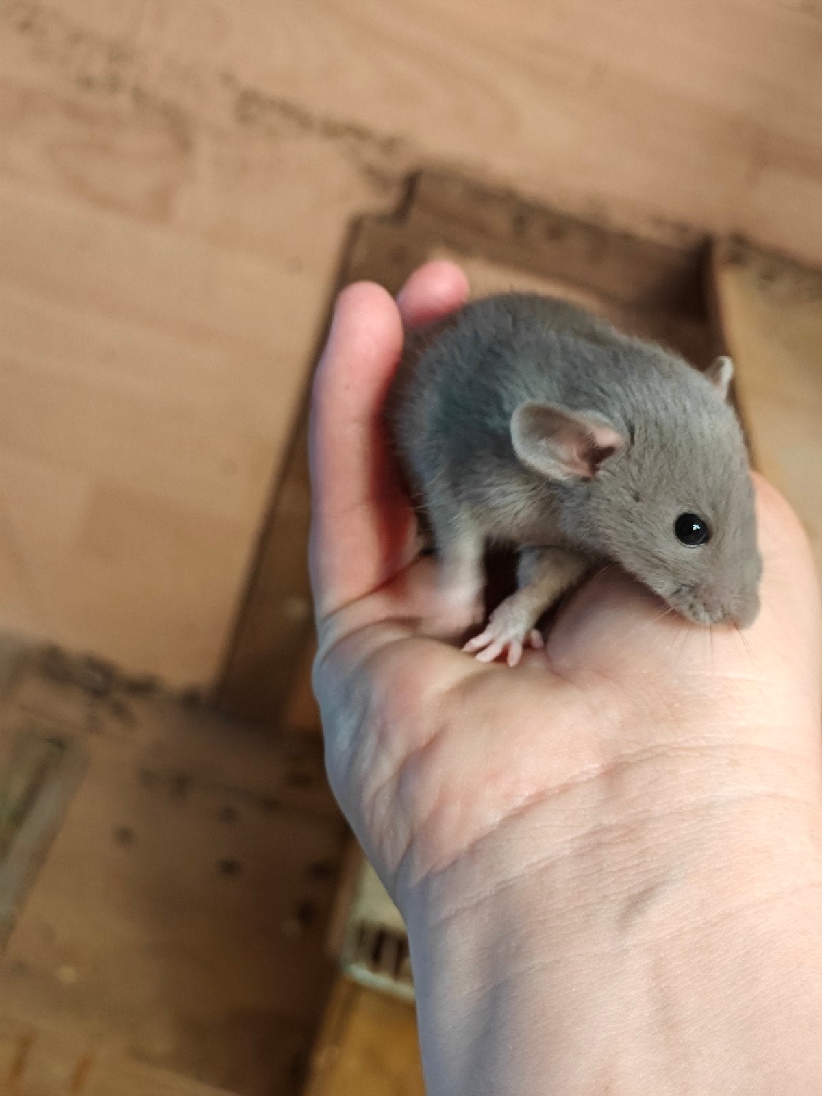 3 tamme rittens man te koop, Dieren en Toebehoren, Knaagdieren, Rat, Mannelijk, Mei, Tam