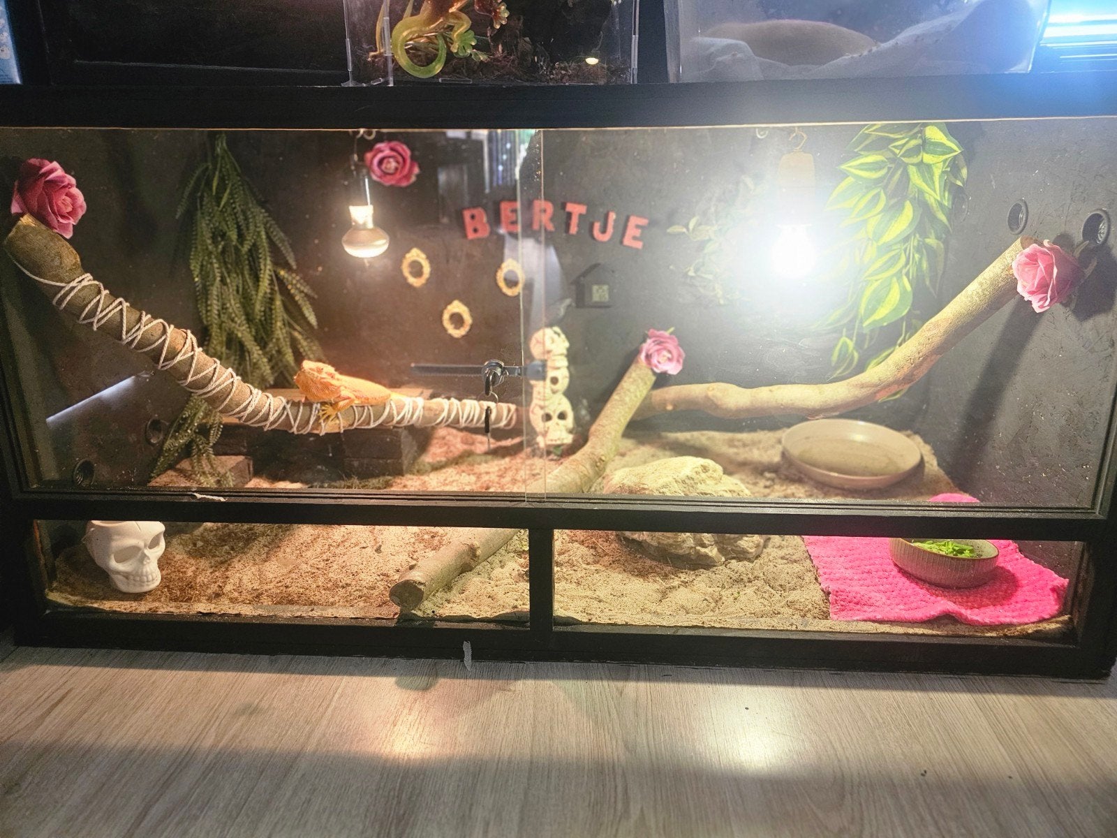 Baardagaam incl terrarium Bearded Dragon photo 2