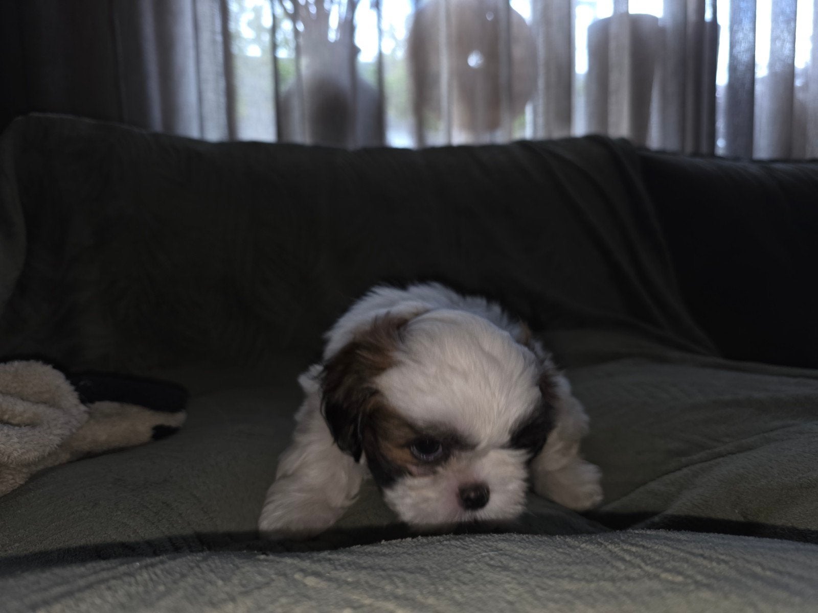 Boomer pups, Parvo, Overige rassen, 8 tot 15 weken, Meerdere