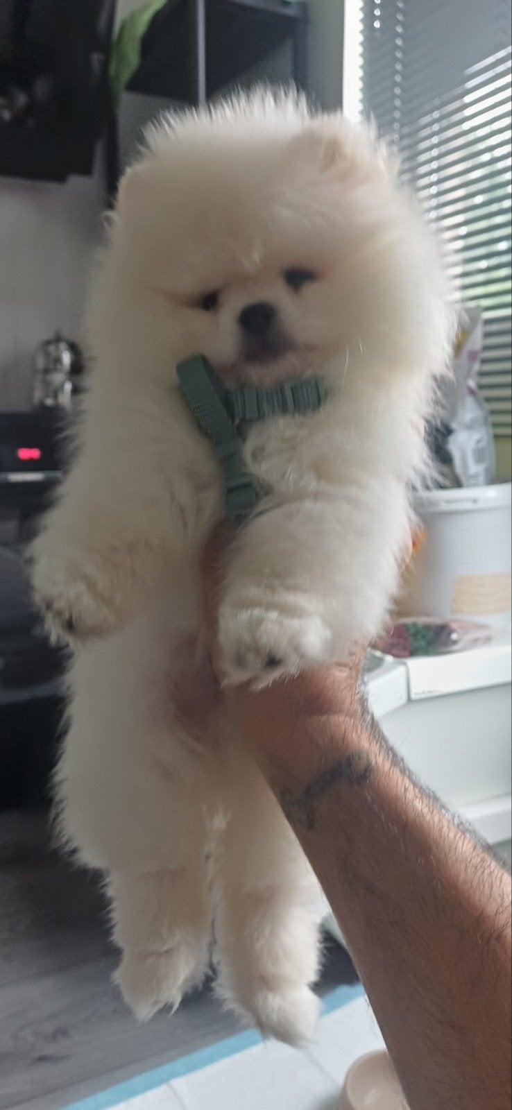 Pomeriaan raszuivere mini pup Reu., Particulier, 15 weken tot 1 jaar, Buitenland, Eén hond