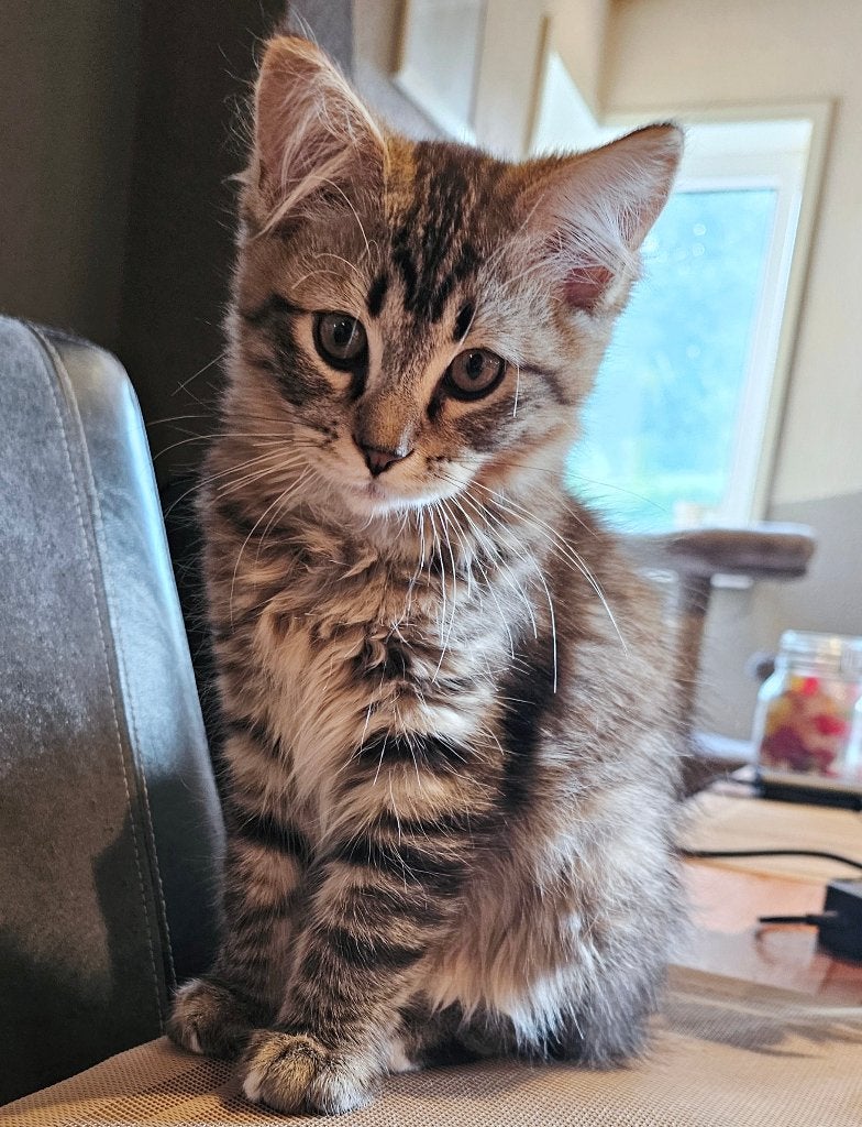 Ragdoll kitten 3/4,  Main Coon 1/4 mag verhuizen, Kater, Gechipt, 0 tot 2 jaar