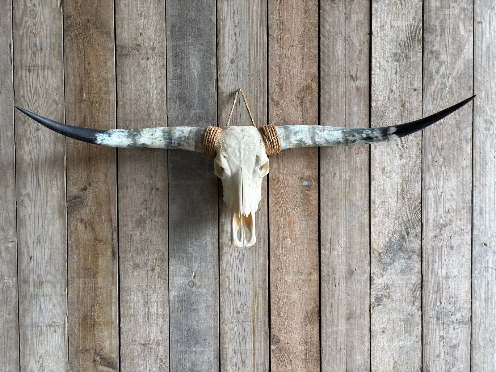 Mooie Longhorn schedel!, Ophalen, Nieuw, Wild dier, Schedel