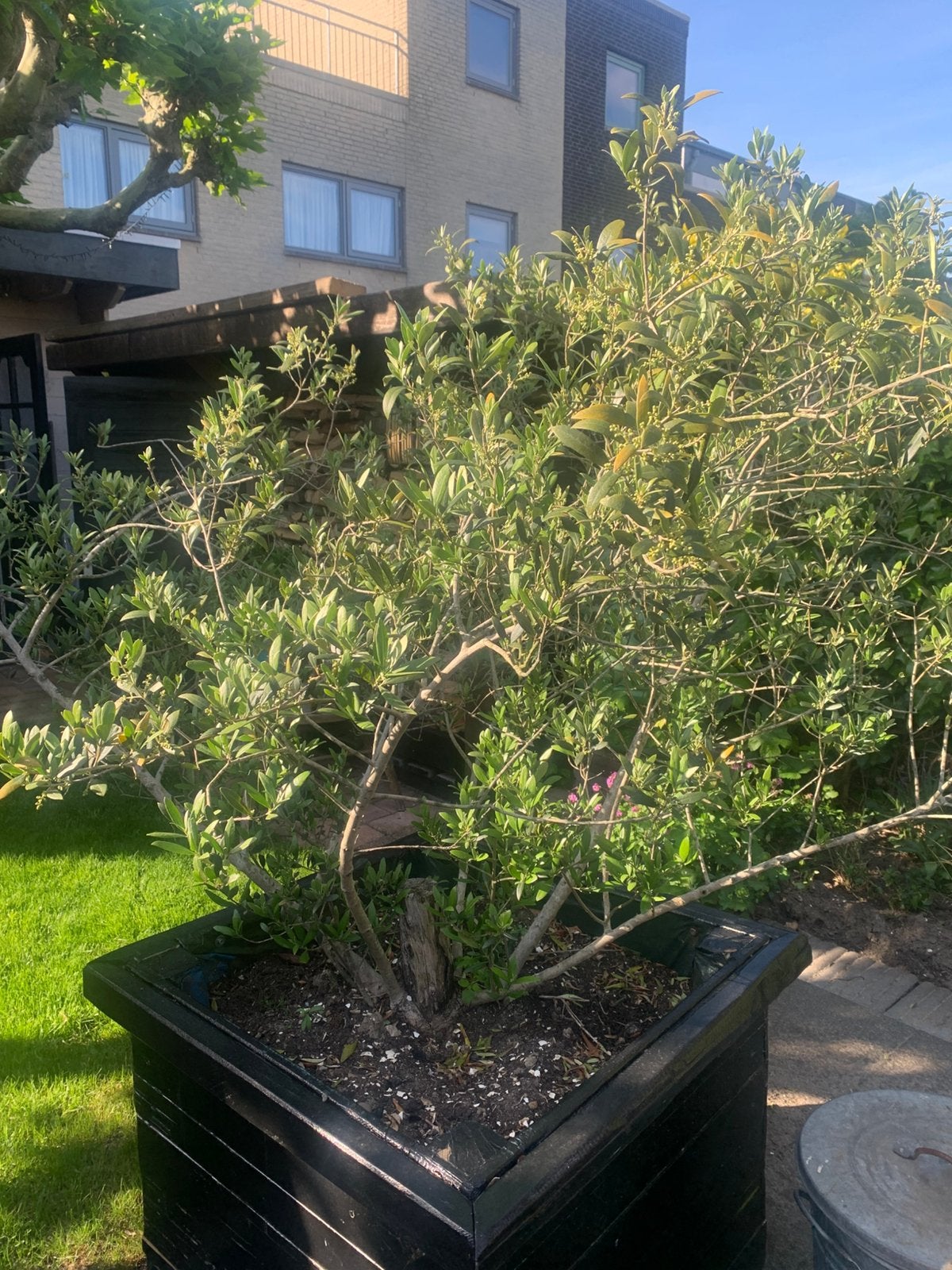 Grote olijfboom of struik., Tuin en Terras, Planten | Bomen, Bloeit niet, 100 tot 250 cm, Olijfboom, Ophalen