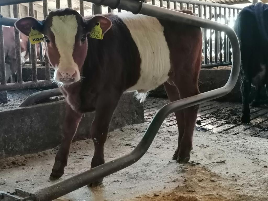 Jongvee te koop, Dieren en Toebehoren, Runderen, Meerdere dieren