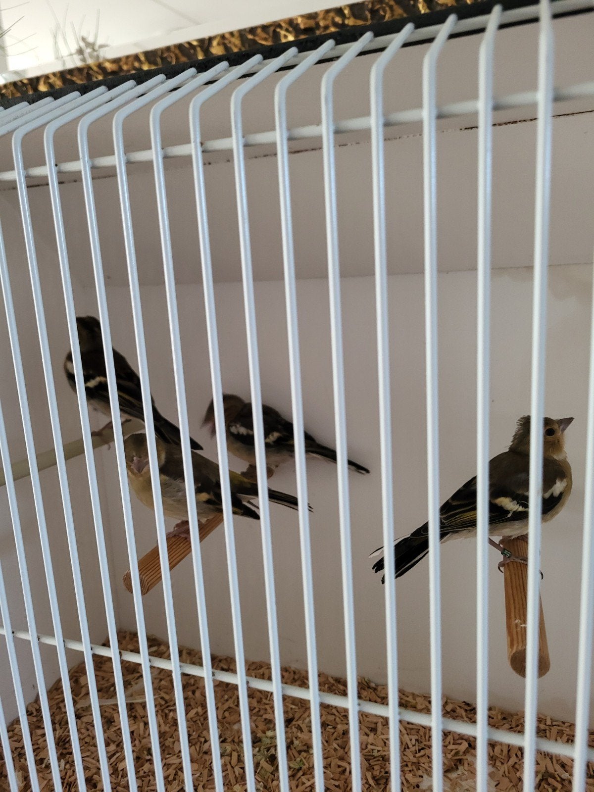 Vinken kweekjaar 2026. 40 euro per stuk. 2 poppen., Dieren en Toebehoren, Geslacht onbekend, Wildzangvogel