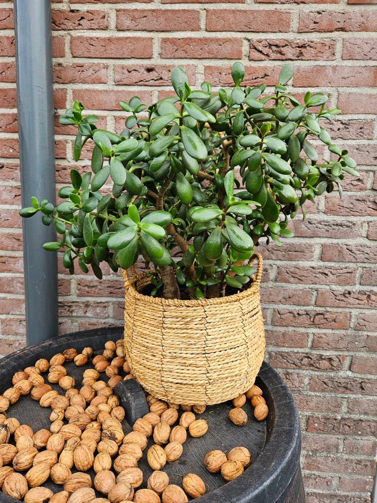 Grote Jadeplant (Crassula Ovata), Volle zon, Vaste plant, Bloeit niet, Ophalen