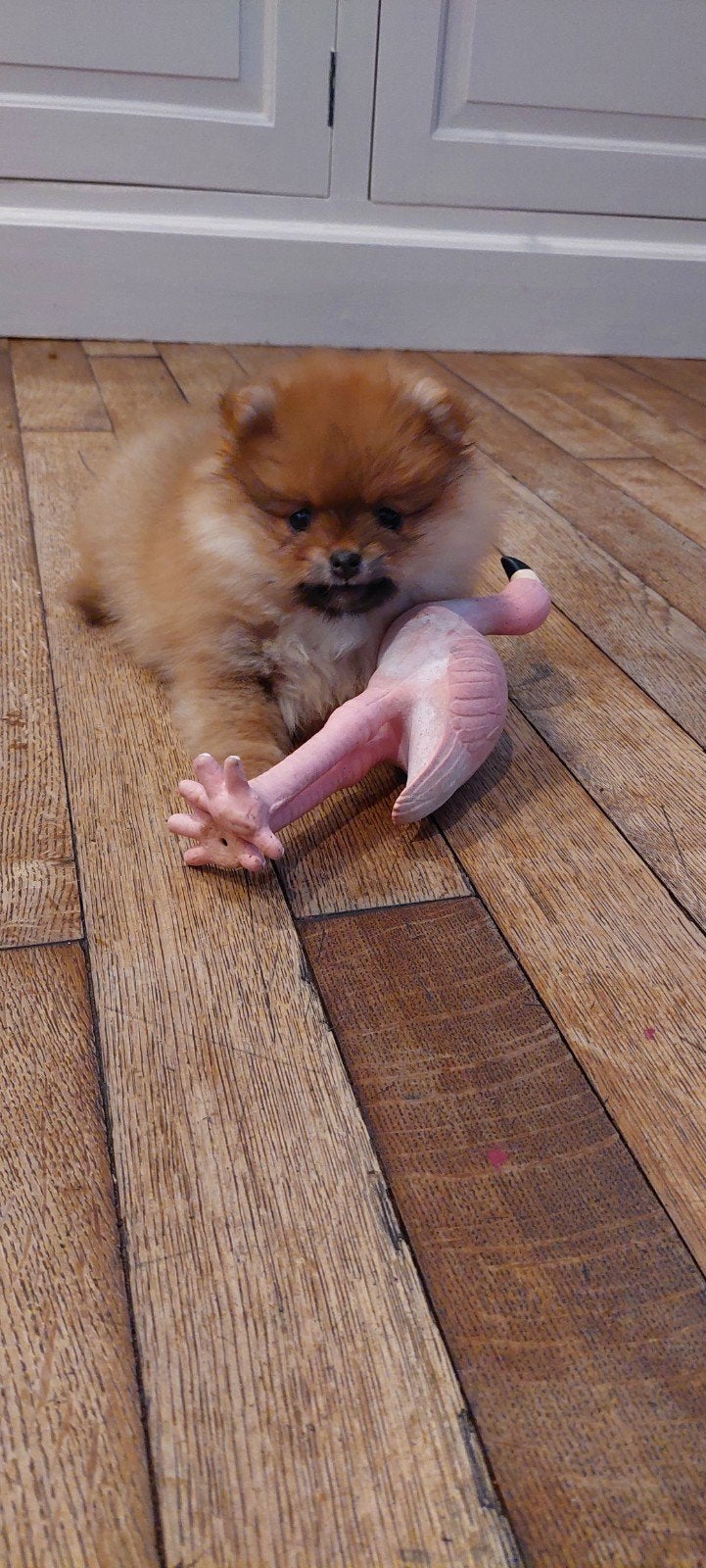  Te koop: Prachtige Mini (bearface) Pomeriaan puppy Teefje, Parvo, Overige rassen, 8 tot 15 weken, Teef