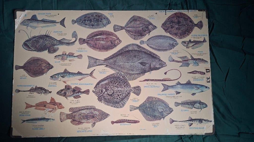 Schoolplaten, Ophalen of Verzenden, Natuur en Biologie