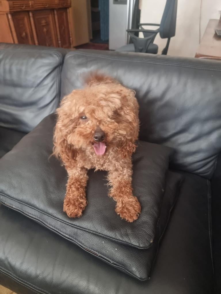 Dekreu rode toypoedel, Reu, Parvo, Eén hond, 3 tot 5 jaar