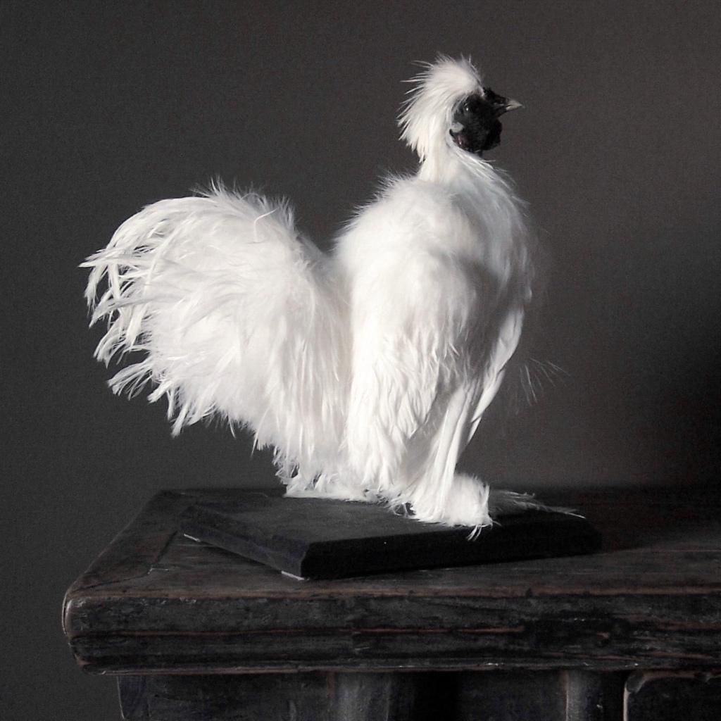 Taxidermie buffel schedels wand & op standaard gewei hoorns, Ophalen of Verzenden, Nieuw, Overige soorten, Opgezet dier
