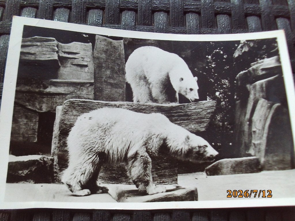 Dierenpark Wassenaar 1962 IJsberen met beschrijving achterop, Ophalen of Verzenden, 1960 tot 1980, Gelopen, Zuid-Holland