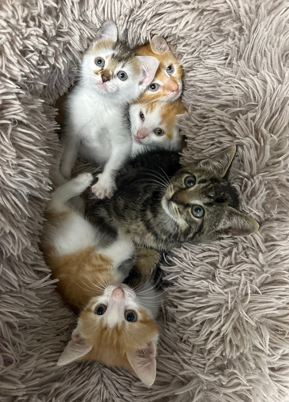 Schattige kittens, Meerdere dieren, Kortharig, 0 tot 2 jaar