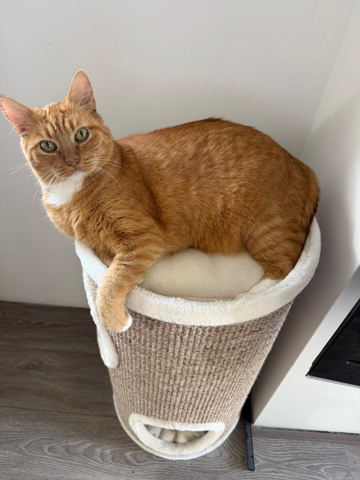 Rode 14 jarige kater, Kater, Kortharig, 6 jaar of ouder
