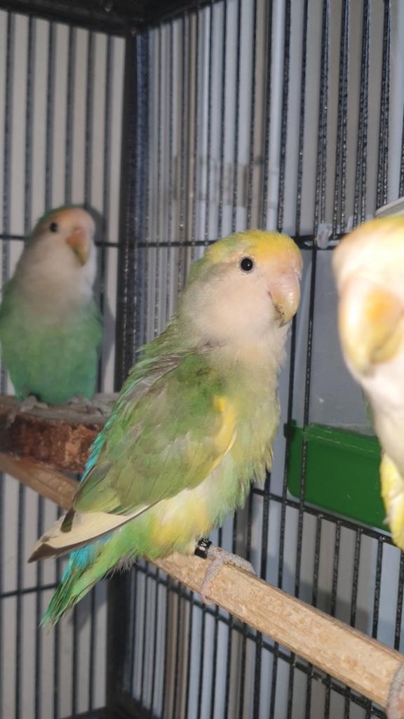 3 geelgroen bonte agapornis roseicollis. 2025. 2 ♀️ 1 ♂️, Dieren en Toebehoren, Vogels | Parkieten en Papegaaien, Meerdere dieren