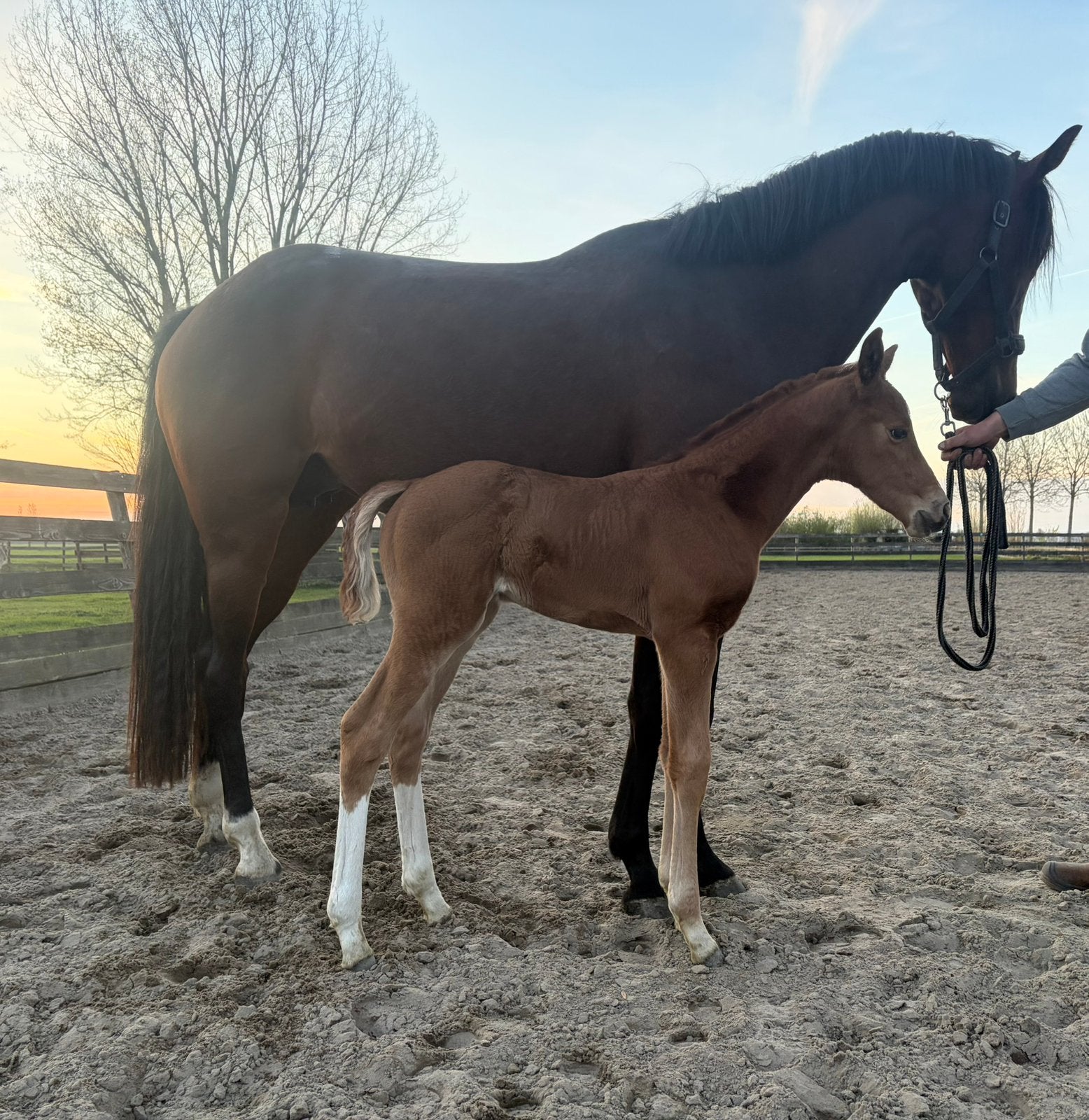 Pjethro X Johnny Depp X Vivaldi, Dieren en Toebehoren, Merrie, Niet van toepassing, Dressuurpaard, 0 tot 2 jaar
