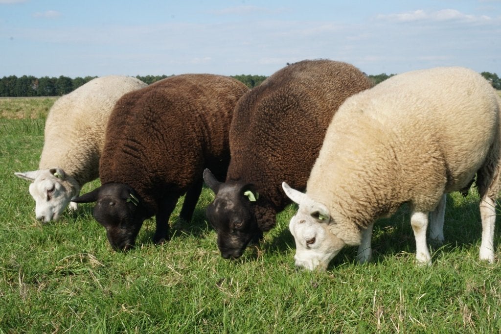 Texelaars ramlammeren te koop, Mannelijk, Schaap