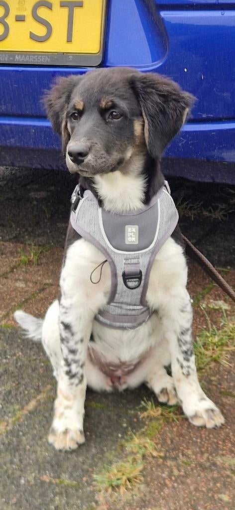 Hondentuig mt S EXPLOR Ultimate fit, Ophalen of Verzenden, Zo goed als nieuw