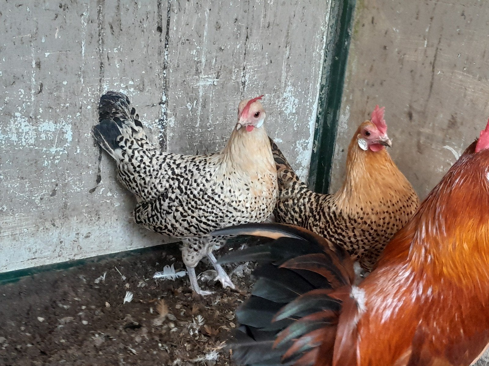 Groninger meeuw kriel 3 hennetjes evt met haan, Dieren en Toebehoren, Pluimvee, Vrouwelijk, Kip
