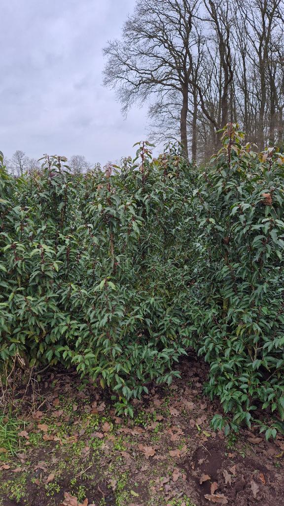 Portugese laurier voor haag. Prunus lusitanica Angustifolia, Ophalen, Laurier, Haag, 100 tot 250 cm