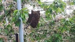Bijenzwerm in de tuin? (Regio Houten), Bijen