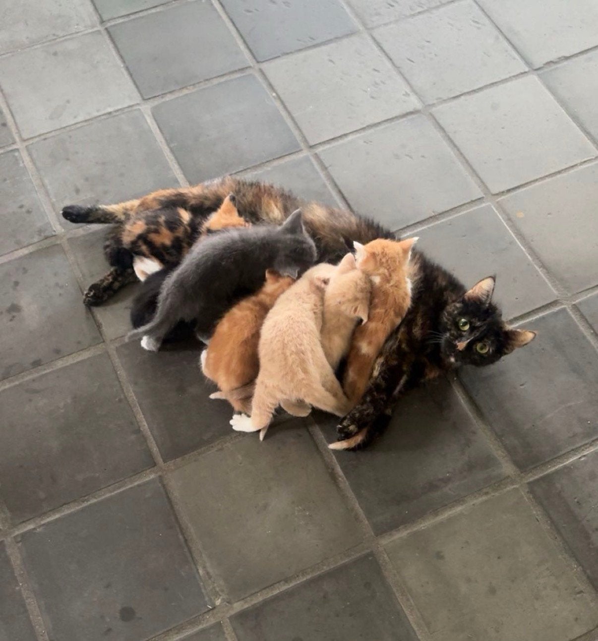 Lieve kittens zoeken een warm thuis💕