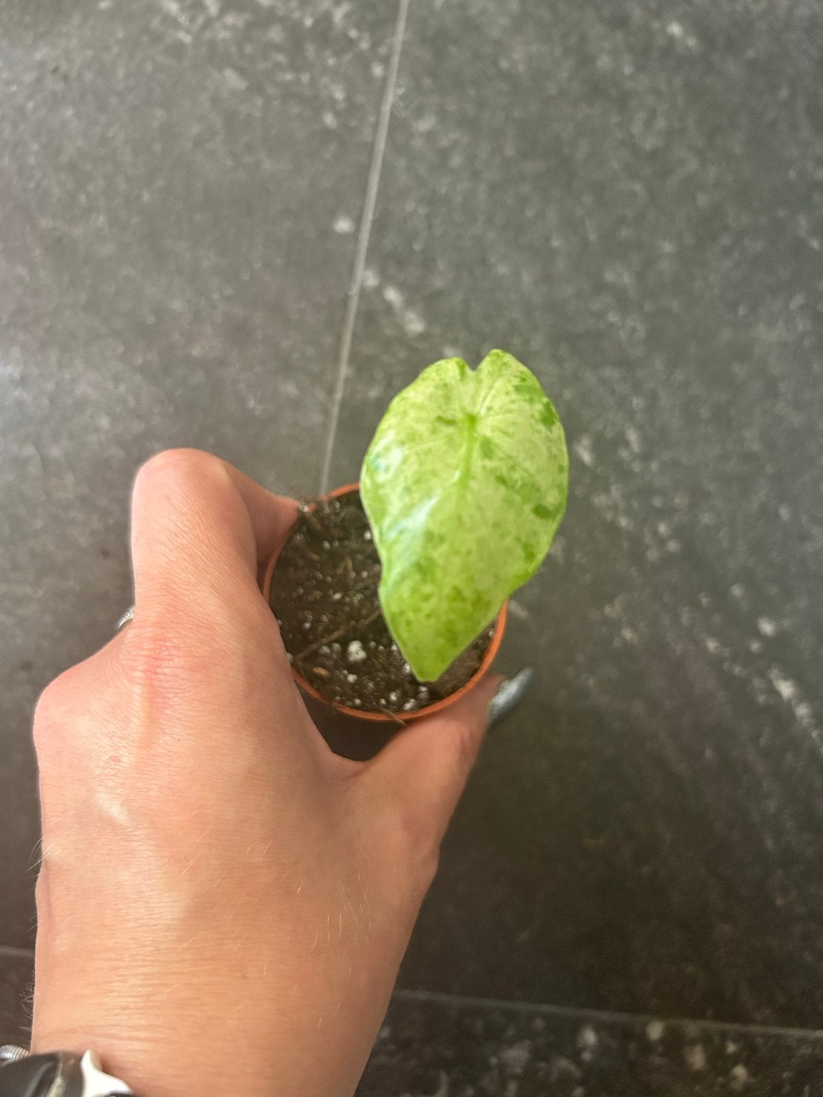 Baby Alocasia Macrorrhiza Splash - Zeldzame Stek, Huis en Inrichting, Kamerplanten, Ophalen of Verzenden, Halfschaduw, Minder dan 100 cm